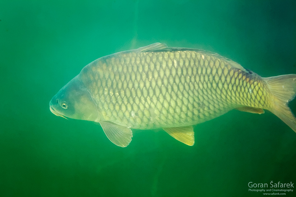 Šaran, Cyprinus carpio