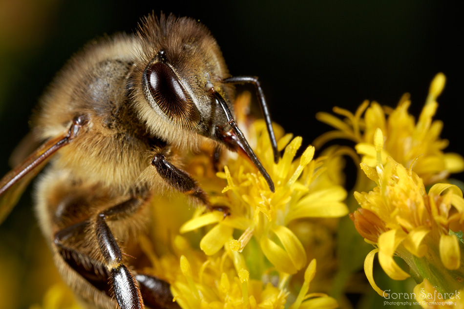 Pčela – vrijedni oprašivač biljaka