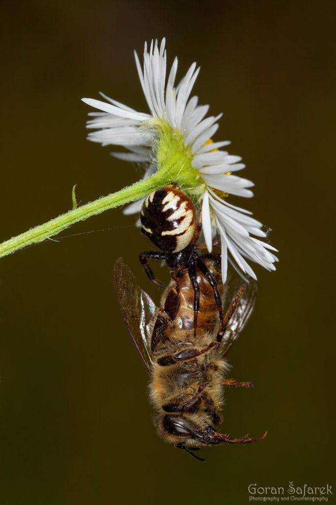 Pčela, Apis melifera, kukac, oprašivanje, pauk