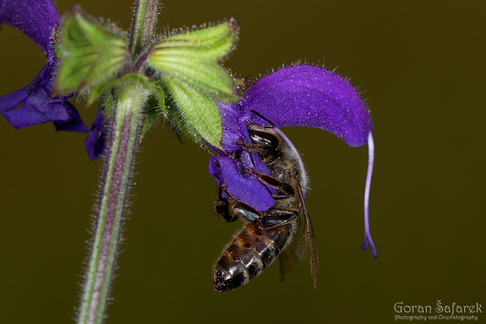 Pčela, Apis melifera, kukac, oprašivanje, 