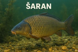Šaran, Cyprinus carpio