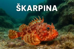 škarpina, Scorpaena scrofa, podmoje, bentos, dno, riba, more, jadran, koraligen