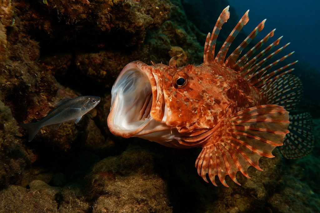 škarpina, Scorpaena scrofa, podmoje, bentos, dno, riba, more, jadran, koraligen