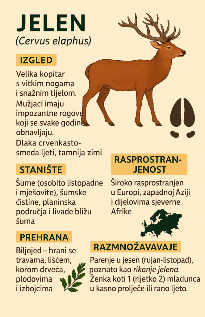 jelen, Cervus elaphus,