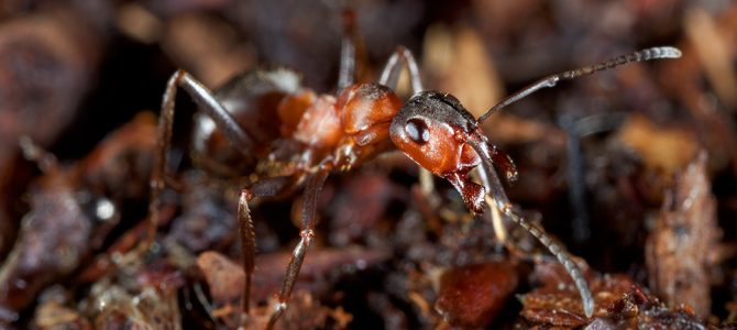 Šumski veliki crveni mrav