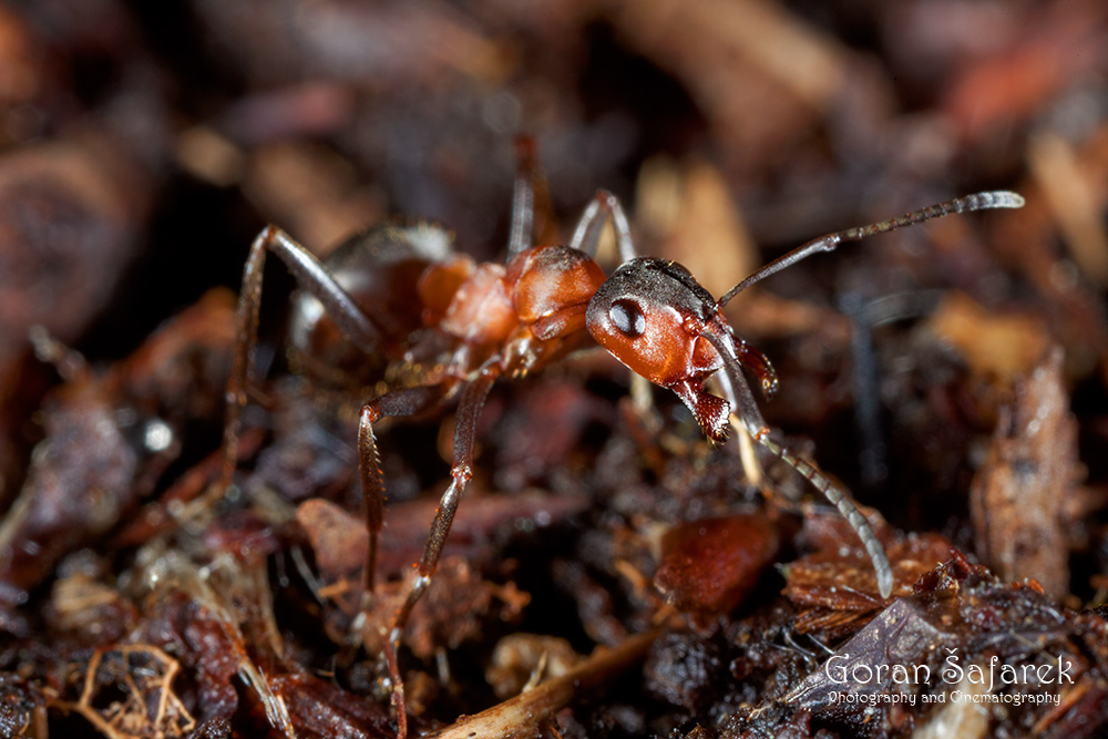 Šumski veliki crveni mrav