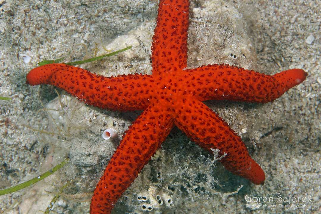 Zvjezdače – krakati stanari morskog dna