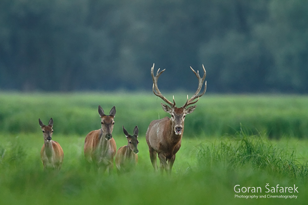 jelen, Cervus elaphus, košuta, stado, tele