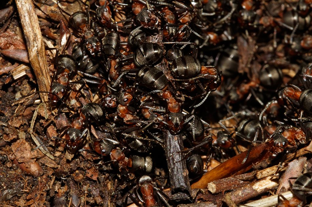 šumski veliki crveni mrav, Formica rufa, šuma, mravi, kukci