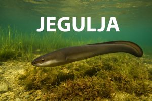 jegulja, Anguilla anguilla