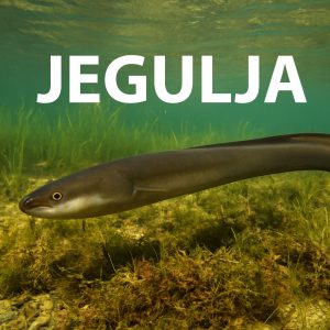 jegulja, Anguilla anguilla
