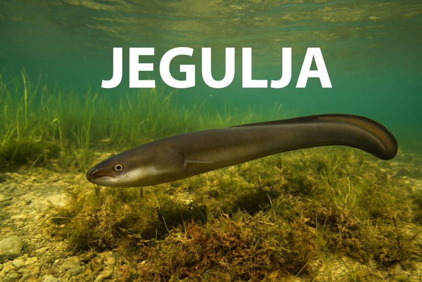 jegulja, Anguilla anguilla