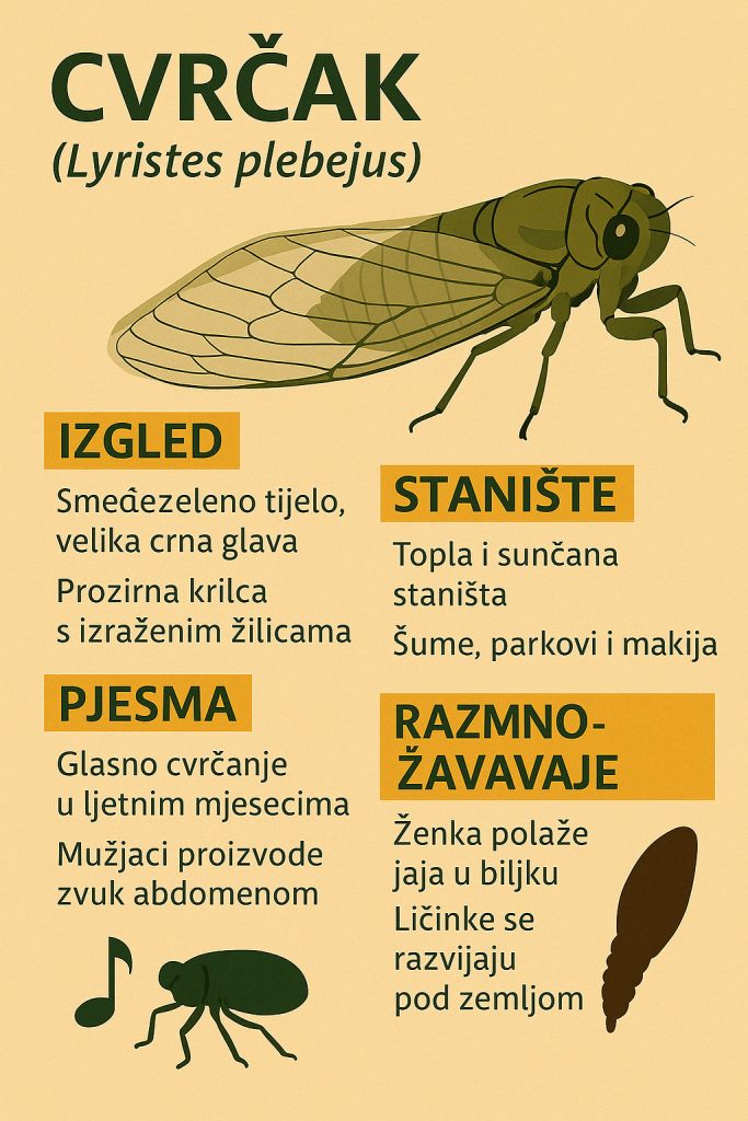 cvrčak, Lyristes plebejus