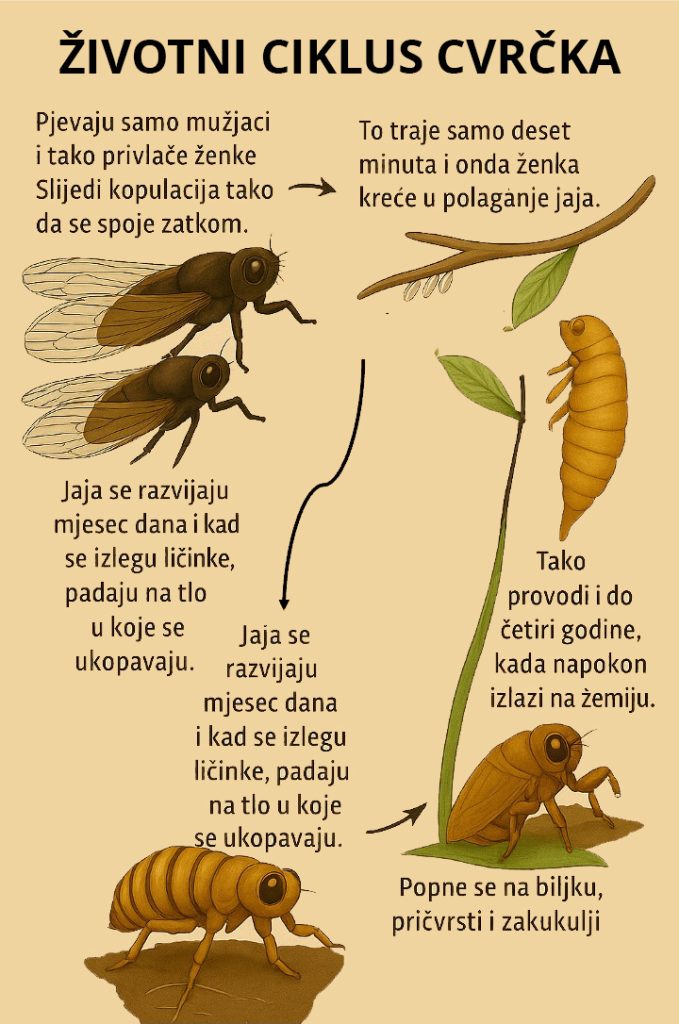 cvrčak, Lyristes plebejus, životni ciklus