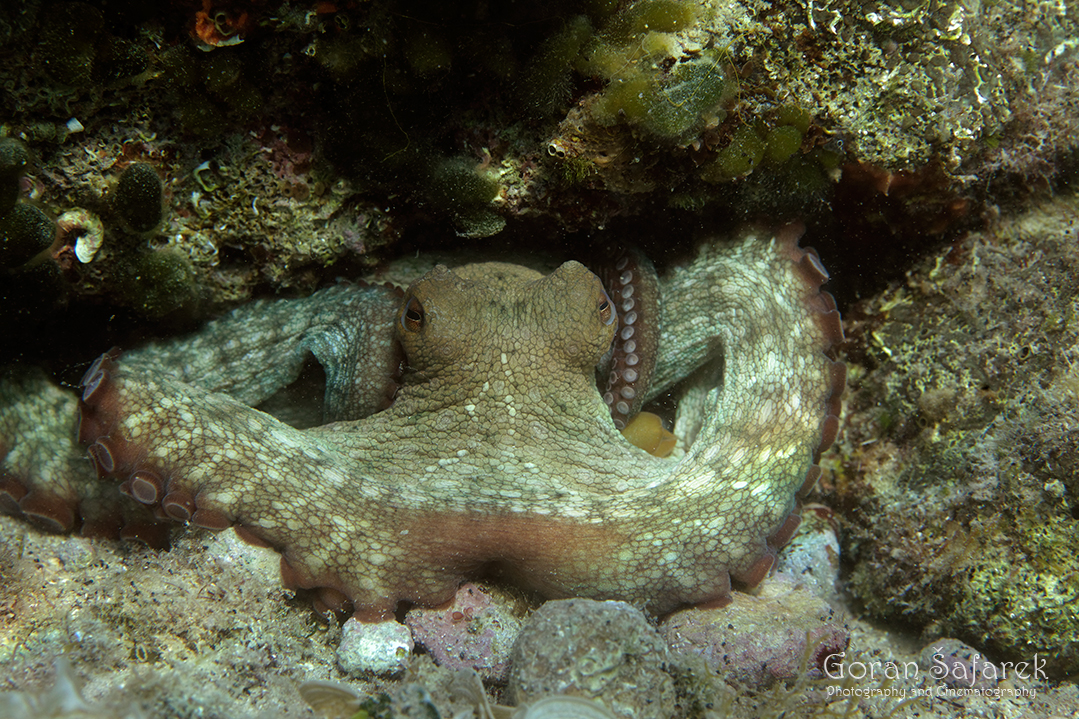 Hobotnica – čudesni stanar morskog dna