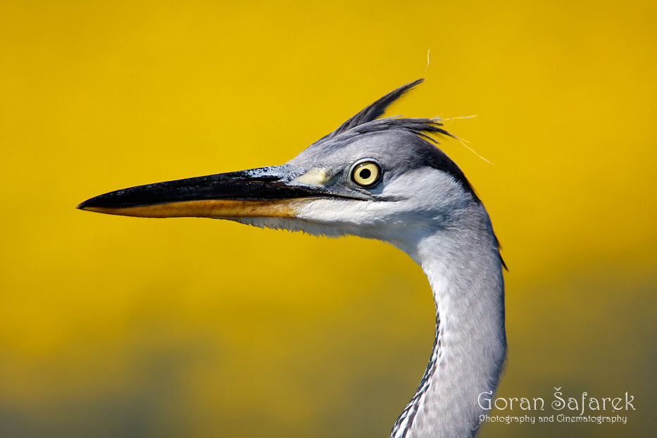 siva čaplja, Ardea cinerea