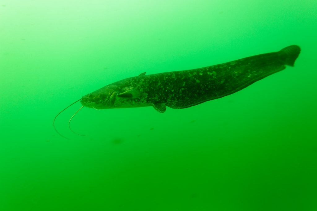 som, riba, ribe, jezero, jezera, Silurus glanis