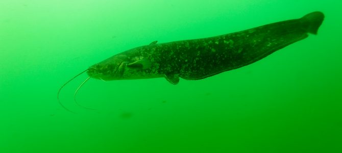 Som – gigant naših slatkih voda Som – gigant naših slatkih voda