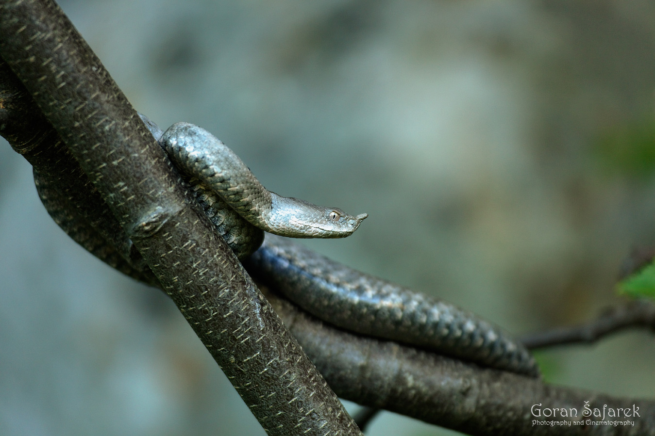 Poskok – zmija otrovnica krša
