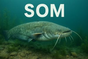som, riba, ribe, jezero, jezera, Silurus glanis