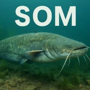 som, riba, ribe, jezero, jezera, Silurus glanis