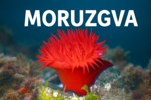 moruzgva, Actinia equina