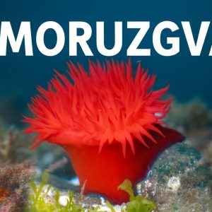 moruzgva, Actinia equina