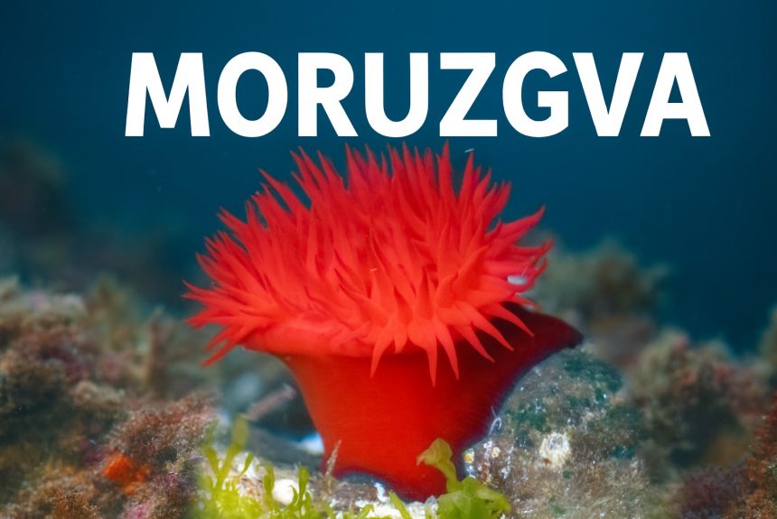 moruzgva, Actinia equina