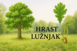 hrast lužnjak, Quercus robur