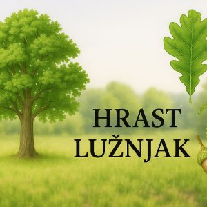 hrast lužnjak, Quercus robur