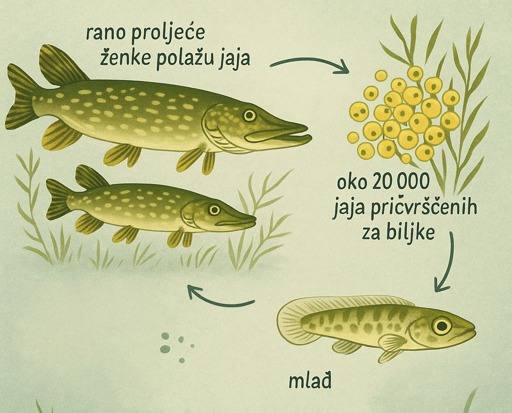 Štuka, Esox lucius, ribe, jezera, močvara