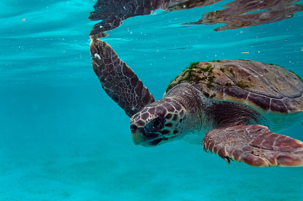 Glavata želva  – morska kornjača
