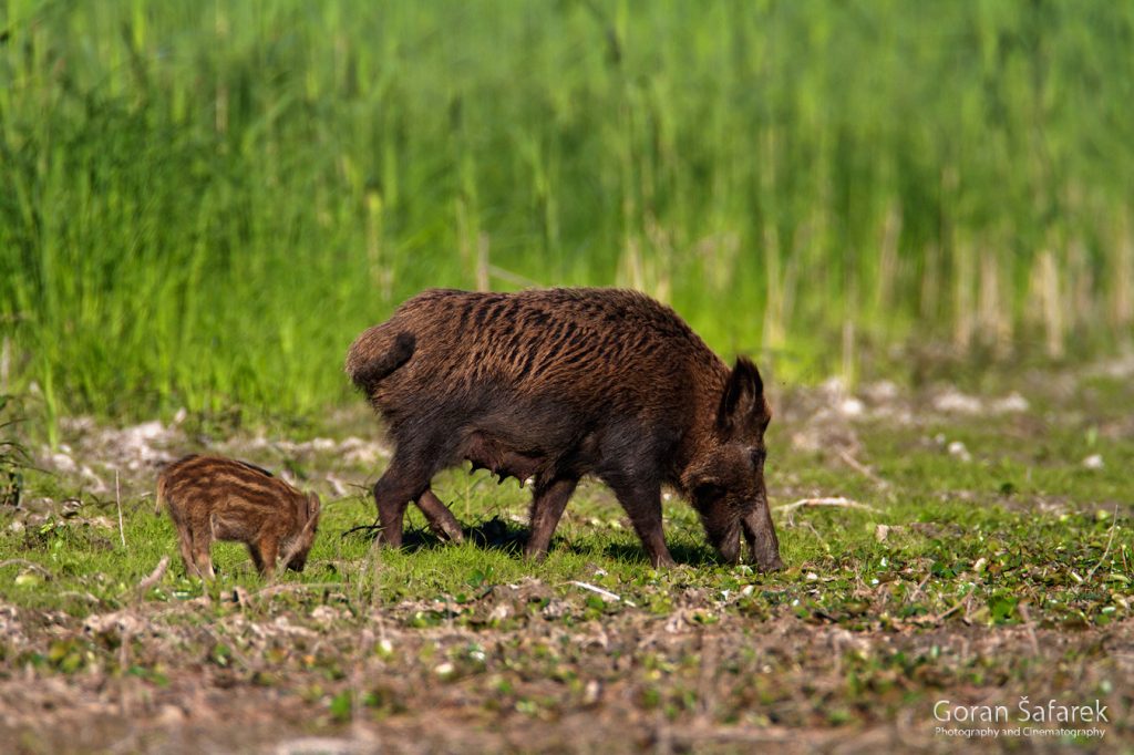 divlja svinja, Sus scrofa