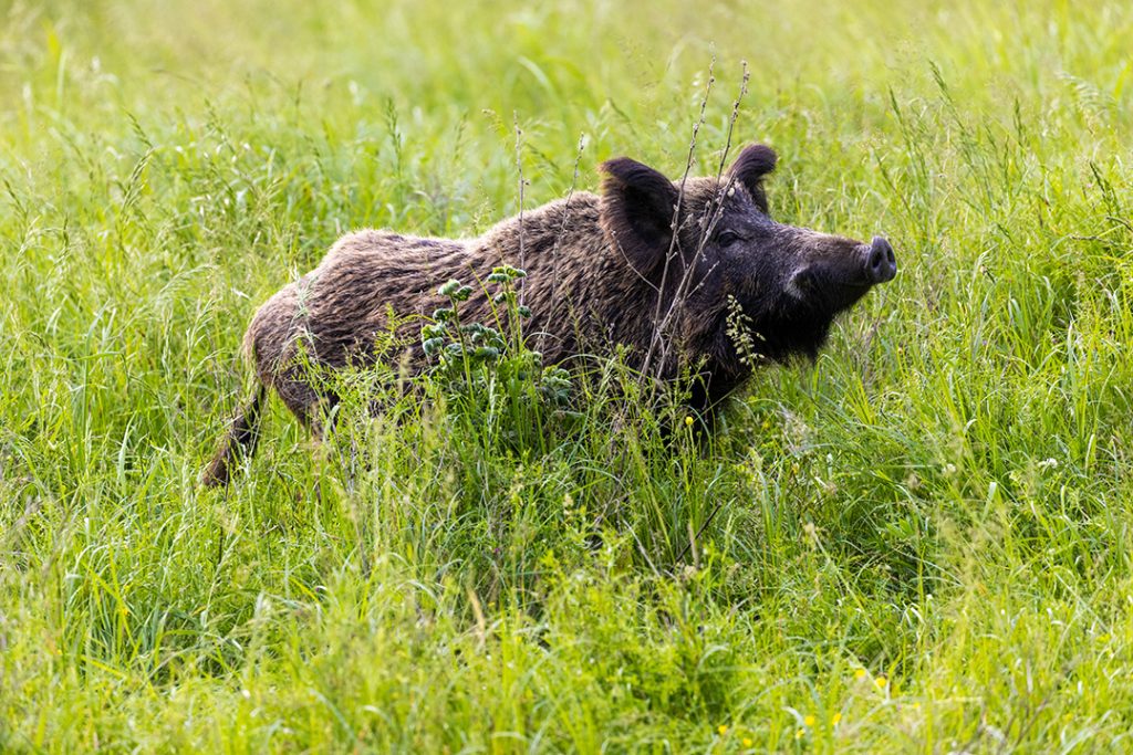 divlja svinja, Sus scrofa