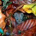 Šumski miš, Apodemus flavicollis