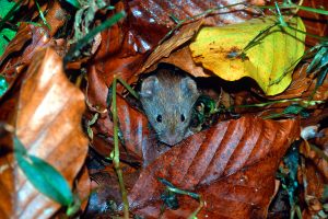 Šumski miš, Apodemus flavicollis