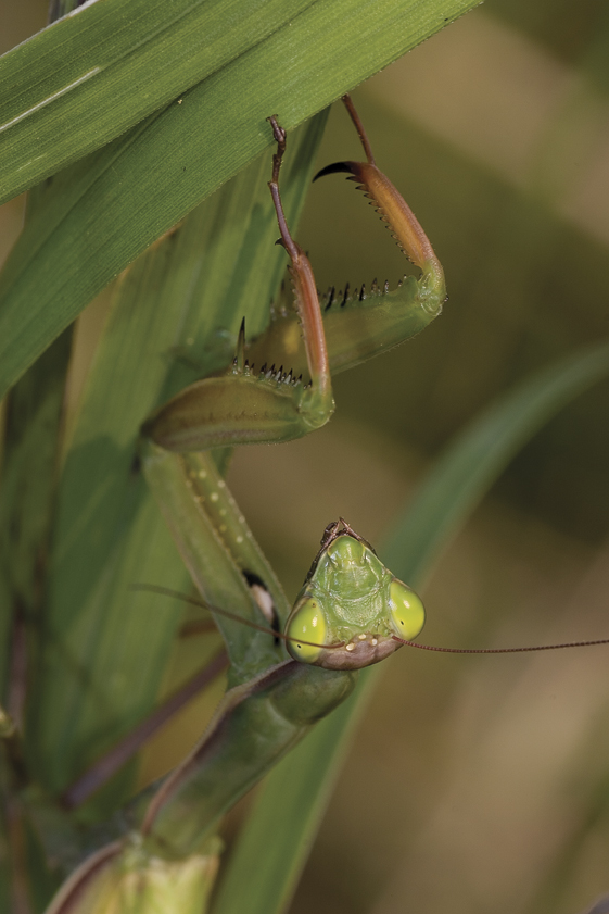 bogomoljka, Mantis religiosa