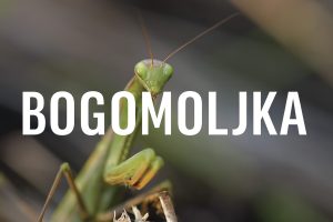 Bogomoljka, Mantis religiosa