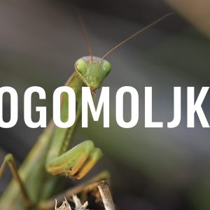 Bogomoljka, Mantis religiosa