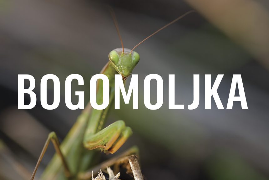 Bogomoljka, Mantis religiosa