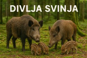 divlja svinja, Sus scrofa