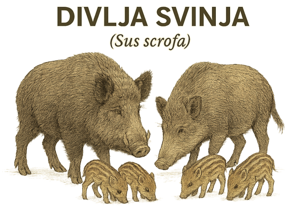 divlja svinja, Sus scrofa
