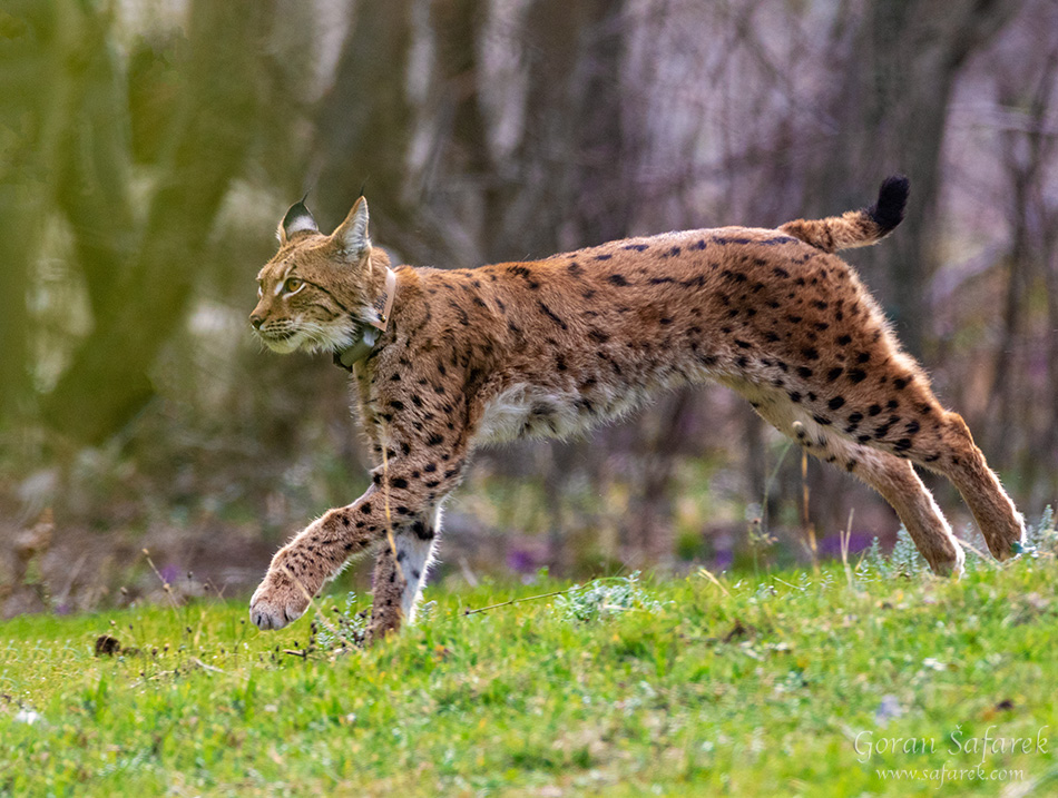 Ris, Lynx lynx