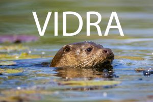 vidra, lutra lutra