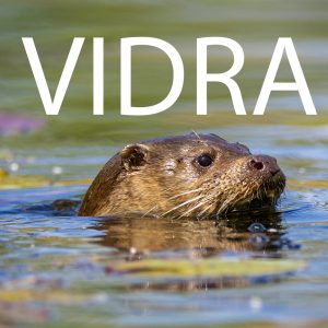 vidra, lutra lutra