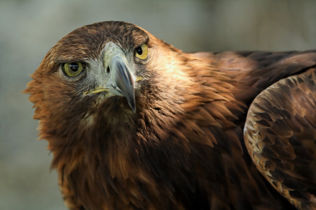 suri orao, Aquila chrysaetos