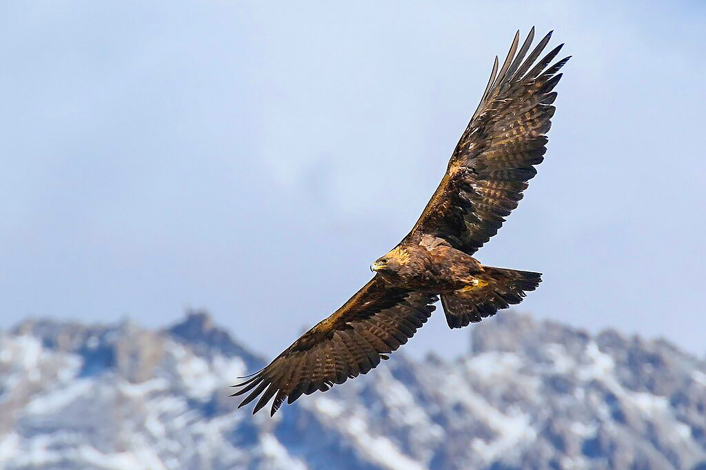 suri orao, Aquila chrysaetos