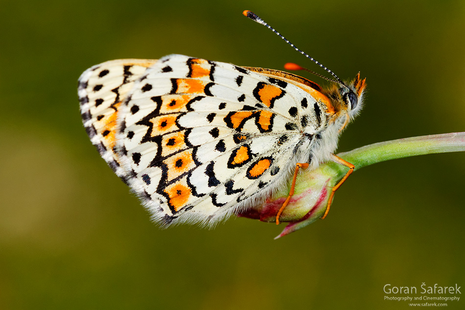 Leptiri,Lepidoptera