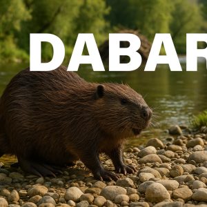 dabar, castor fiber