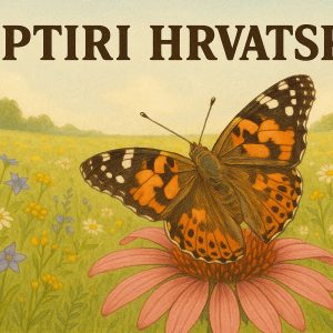 leptiri, hrvatska